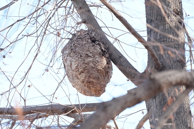 「岩国市廿木」クマバチ駆除の画像イメージ