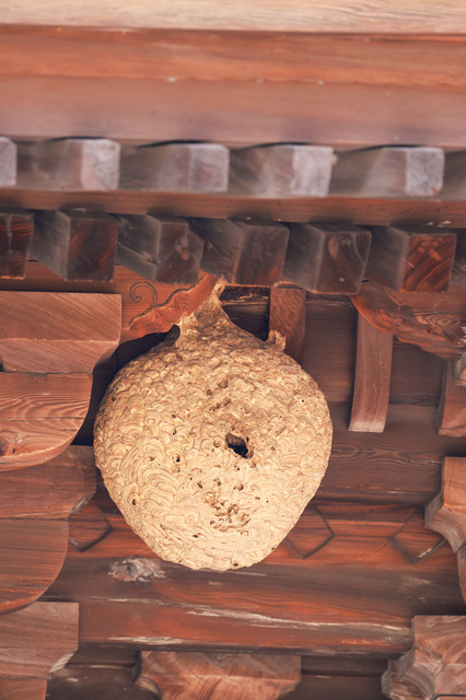「阿久根市赤瀬川」コガタスズメバチ駆除の画像イメージ