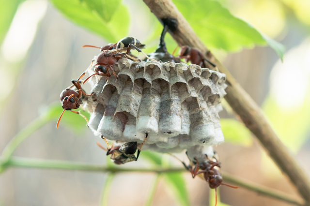 「長門市三隅下」ミツバチ駆除の画像イメージ