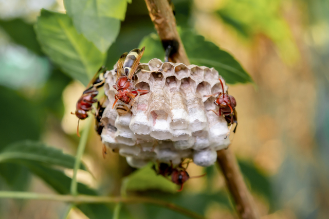 「美作市土居」ミツバチ駆除の画像イメージ