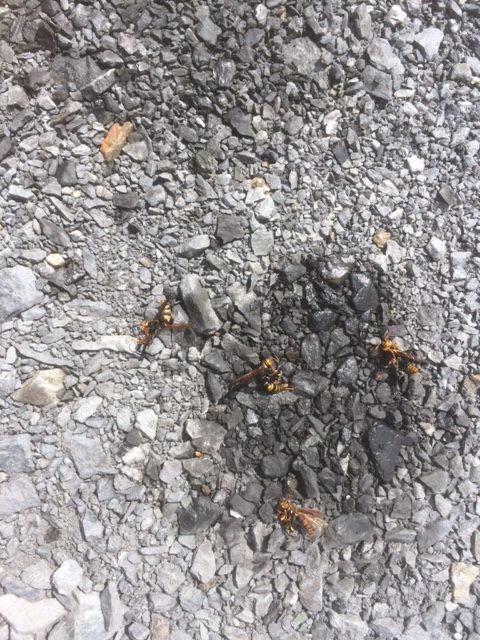 「多久市東多久町古賀」ヒメスズメバチ駆除の画像イメージ