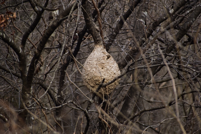 「伊万里市黒川町」ミツバチ駆除の画像イメージ