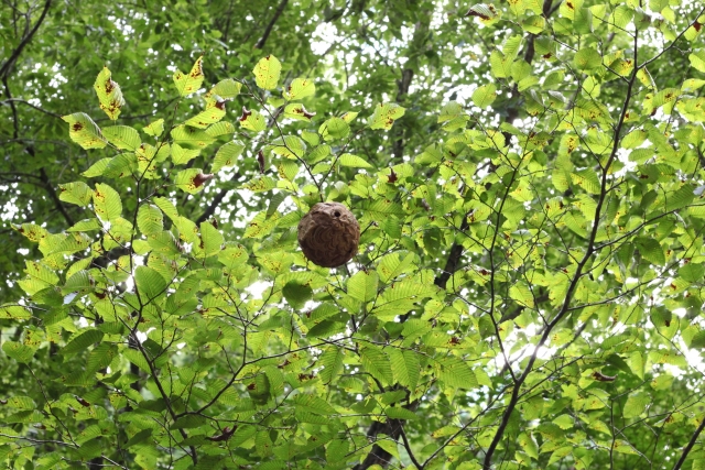 「いちき串木野市春日町」ミツバチ駆除の画像イメージ