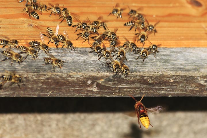 「熊本県阿蘇市」コガタスズメバチ駆除の画像イメージ