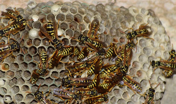 「防府市鋳物師町」ヒメスズメバチ駆除の画像イメージ
