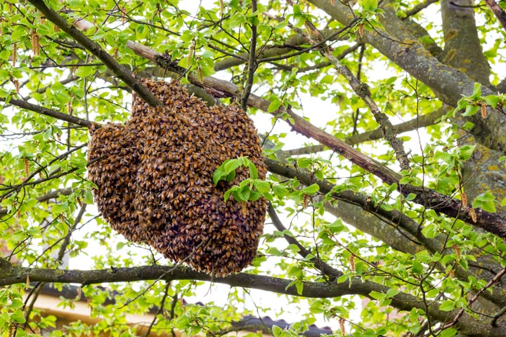 「伊佐市大口里」オオスズメバチ駆除の画像イメージ