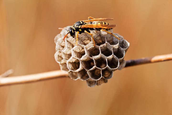 「広島県三次市」ヒメスズメバチ駆除の画像イメージ