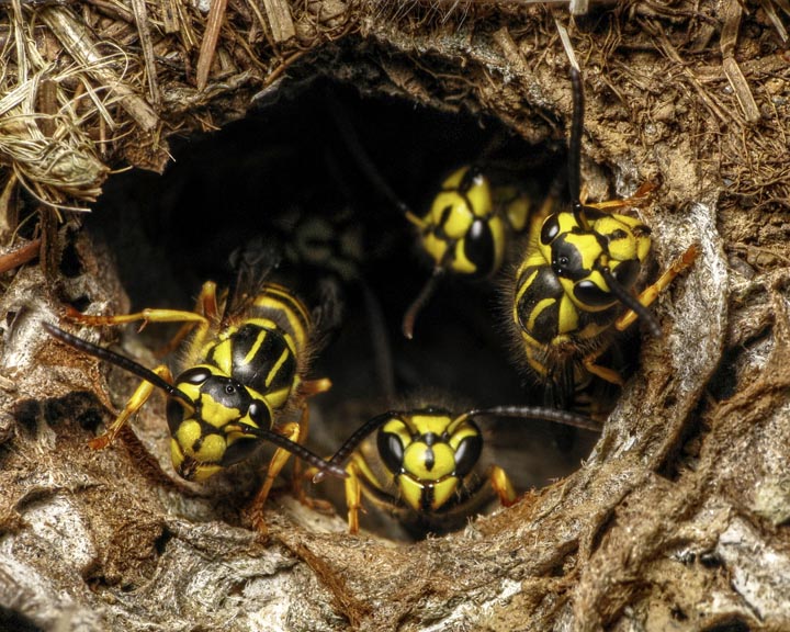 「赤磐市塩木」スズメバチ駆除の画像イメージ