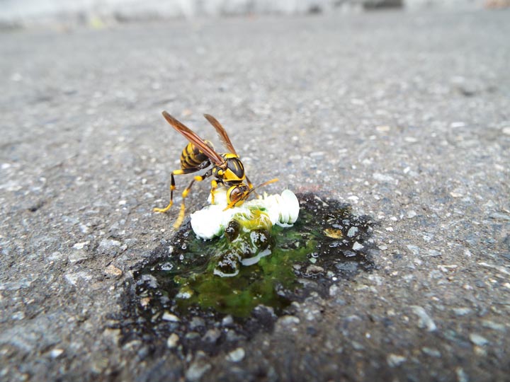 「臼杵市深江」アシナガバチ駆除の画像イメージ