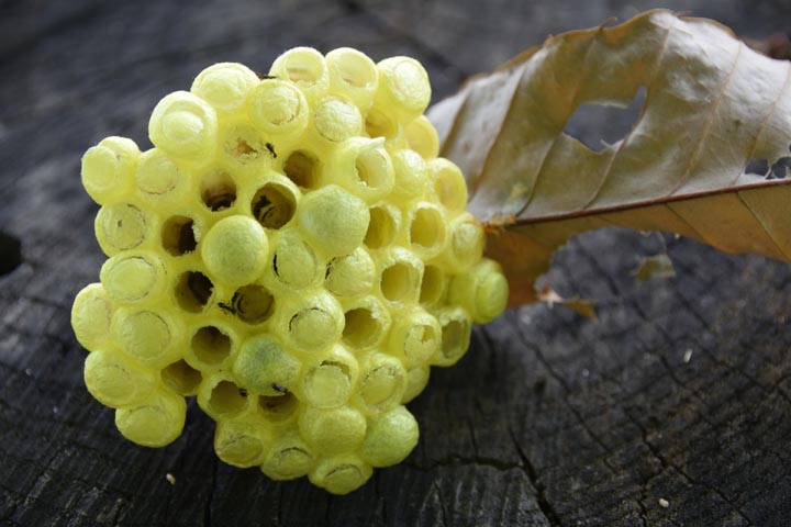 「大竹市御園台」キイロスズメバチ駆除の画像イメージ