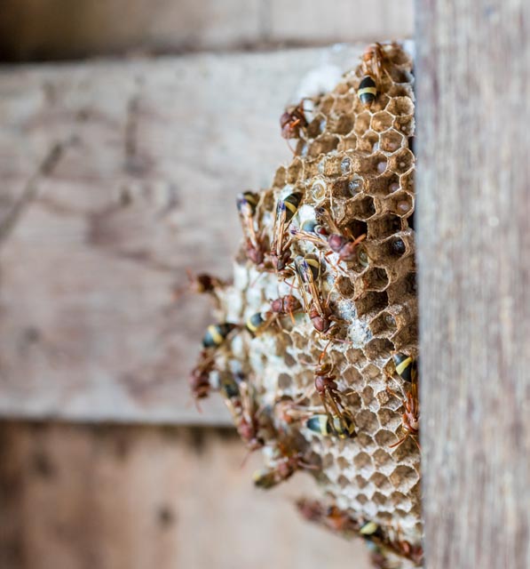 「長門市油谷角山」スズメバチ駆除の画像イメージ