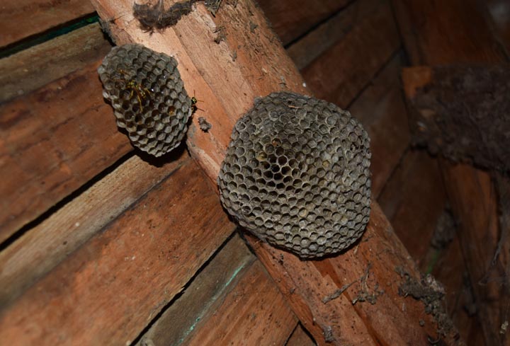 「大竹市安条」クマバチ駆除の画像イメージ