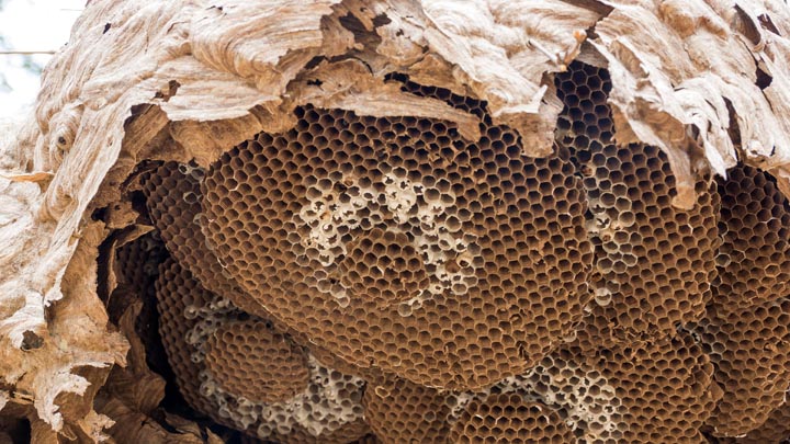 「赤磐市吉原」スズメバチ駆除の画像イメージ
