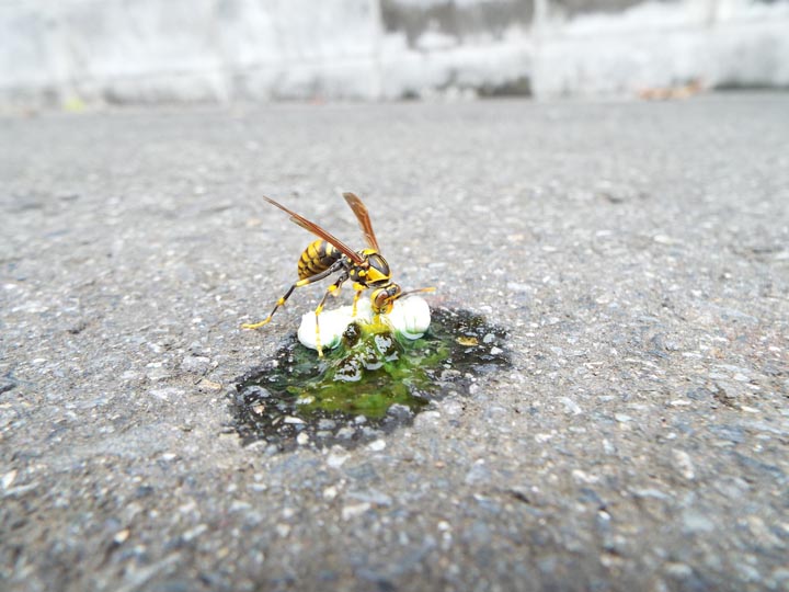「いちき串木野市港町」アシナガバチ駆除の画像イメージ