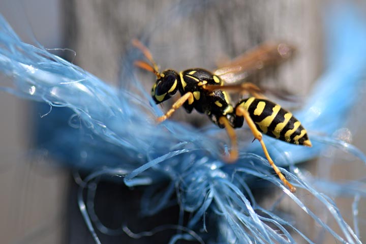 「熊本県玉名市」ヒメスズメバチ駆除の画像イメージ