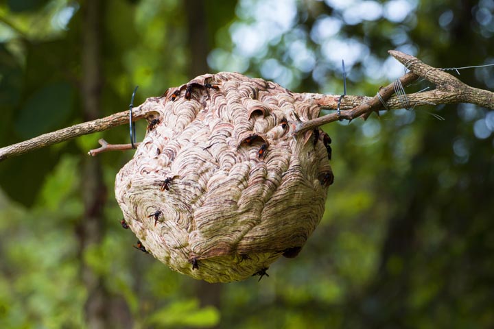「喜多方市諏訪」オオスズメバチ駆除の画像イメージ