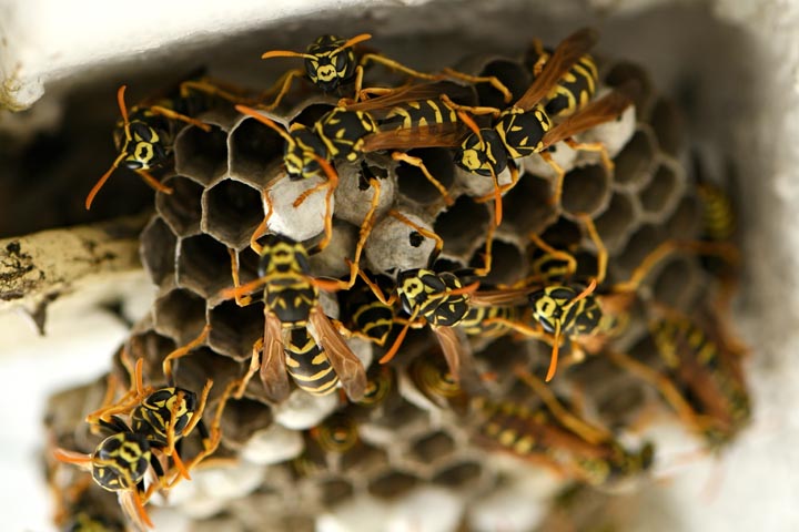 「下関市武久西原台」キイロスズメバチ駆除の画像イメージ