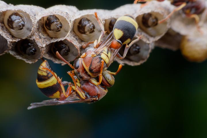 「浅口市金光町須恵」ヒメスズメバチ駆除の画像イメージ