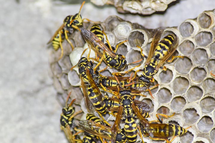 「喜多方市山ノ神」ヒメスズメバチ駆除の画像イメージ