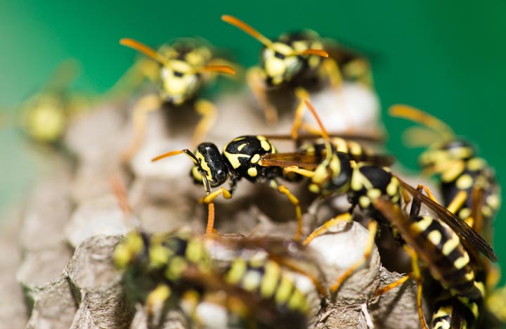 「三原市貝野町」キイロスズメバチ駆除の画像イメージ