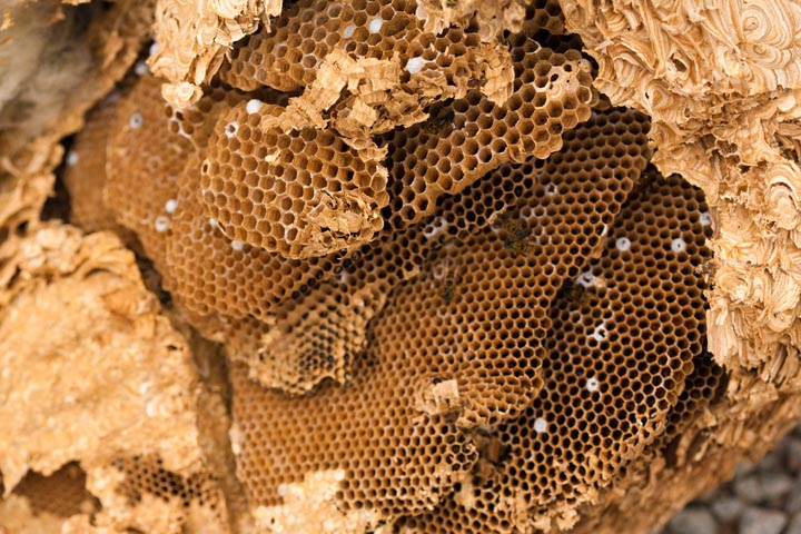 「いわき市平」アシナガバチ駆除の画像イメージ