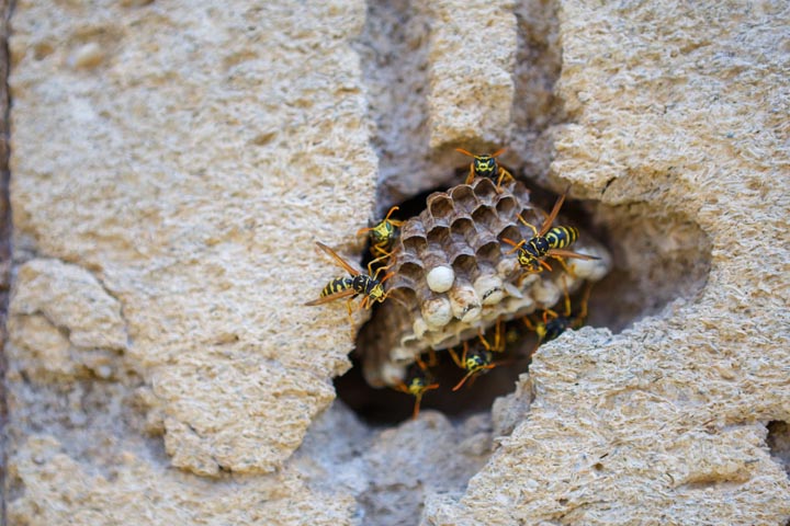「福島市旭町」コガタスズメバチ駆除の画像イメージ