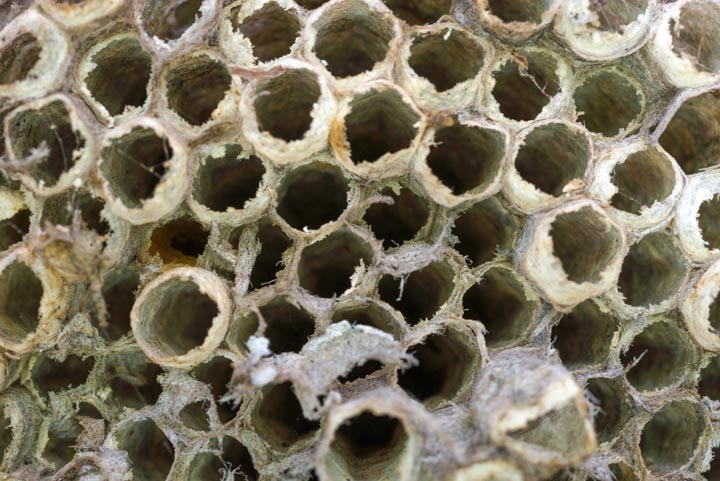 「大竹市阿多田」ヒメスズメバチ駆除の画像イメージ