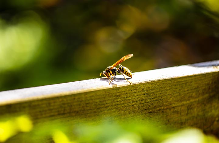 「別府市竹の内」スズメバチ駆除の画像イメージ