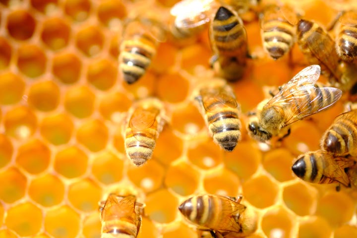 「真庭市五名」スズメバチ駆除の画像イメージ