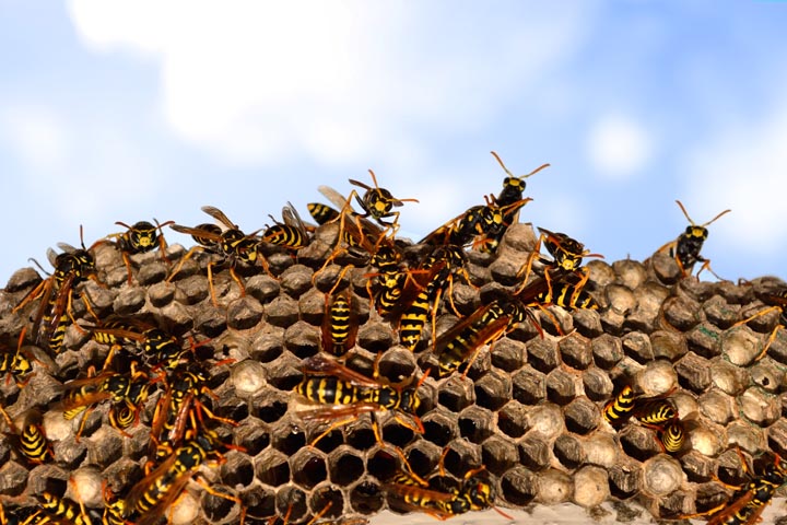 「枕崎市板敷本町」アシナガバチ駆除の画像イメージ