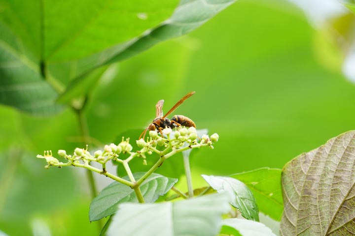 「熊本県水俣市」コガタスズメバチ駆除の画像イメージ