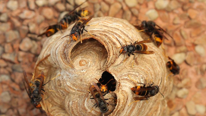 「伊佐市大口渕辺」ミツバチ駆除の画像イメージ