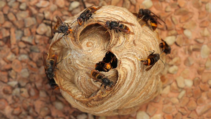 「指宿市池田」アシナガバチ駆除の画像イメージ