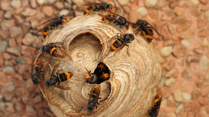 「福島県喜多方市」クマバチ駆除の画像イメージ