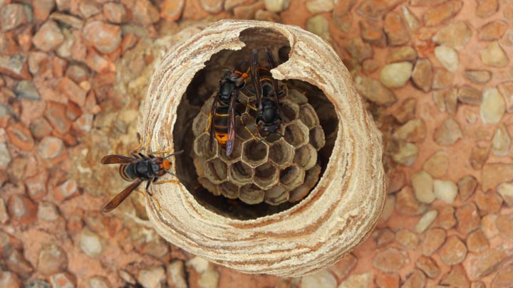 「山口市宮野上」コガタスズメバチ駆除の画像イメージ