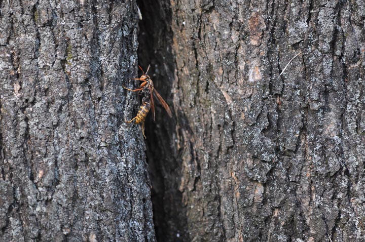 「福島県白河市」ヒメスズメバチ駆除の画像イメージ