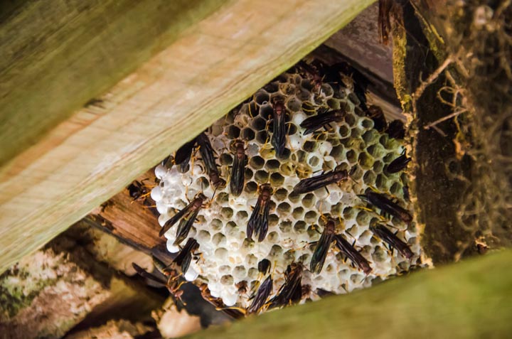 「広島県三次市」オオスズメバチ駆除の画像イメージ