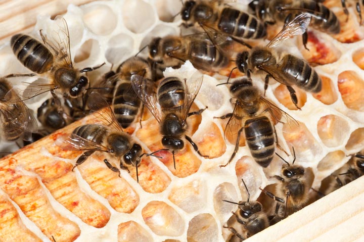 「郡山市片平」ミツバチ駆除の画像イメージ