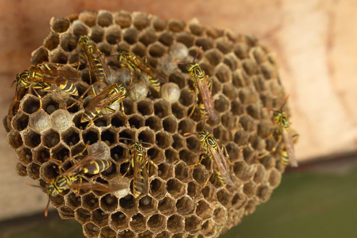 「本宮市本宮葭ヶ入」クマバチ駆除の画像イメージ