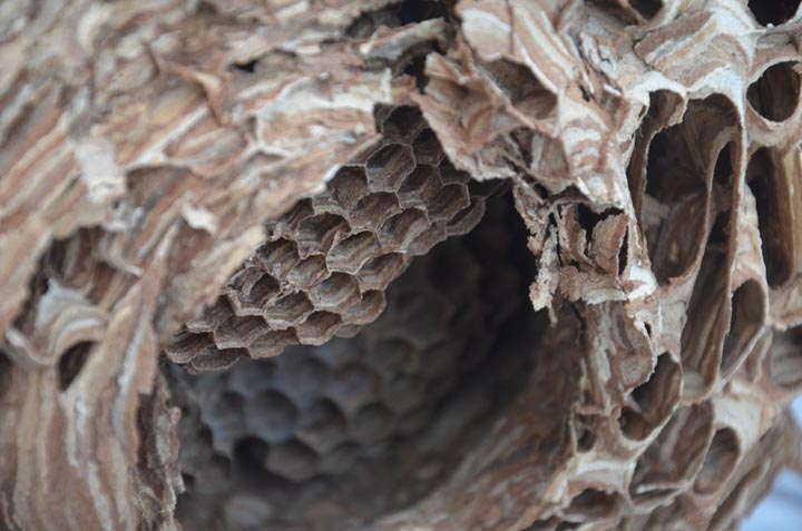 「鹿児島県姶良市」ヒメスズメバチ駆除の画像イメージ
