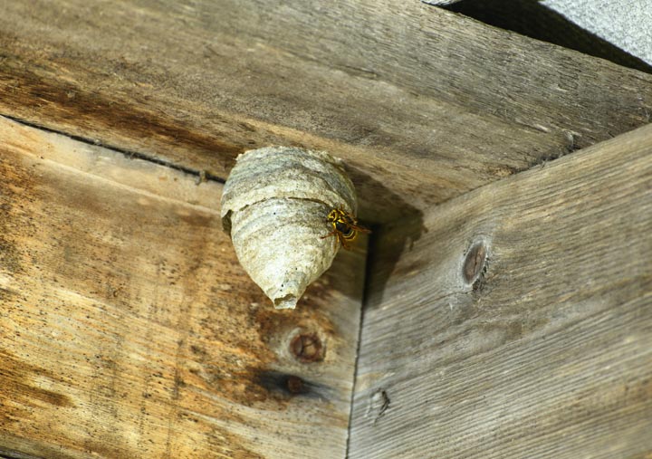 「下関市豊田町宇内」ミツバチ駆除の画像イメージ