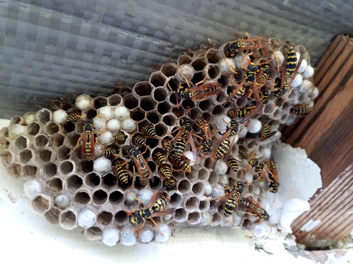 「いわき市遠野」コガタスズメバチ駆除の画像イメージ