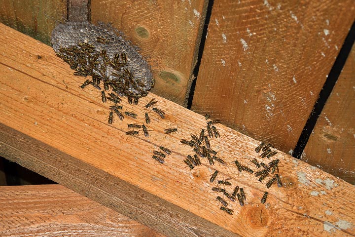 「山口市大殿大路」ヒメスズメバチ駆除の画像イメージ