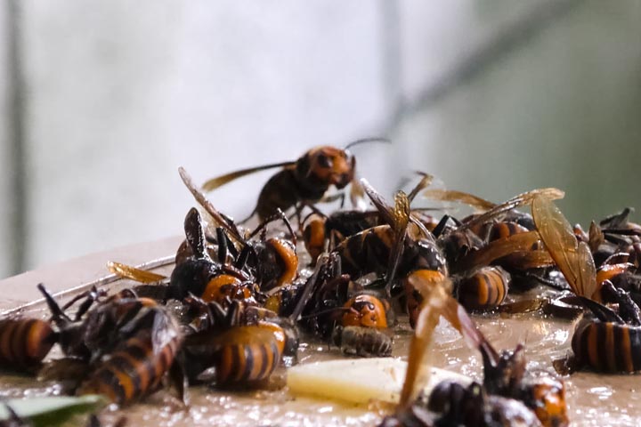 「尾道市久山田町」オオスズメバチ駆除の画像イメージ