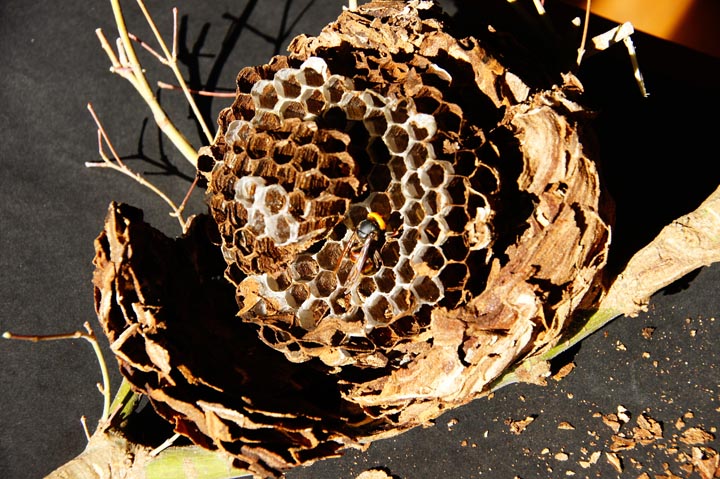 「周南市勝間ヶ丘」クマバチ駆除の画像イメージ