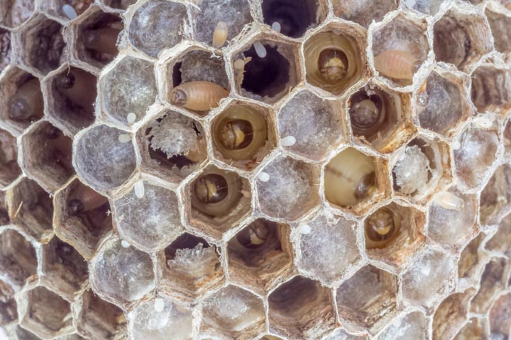 「三原市幸崎能地」ミツバチ駆除の画像イメージ