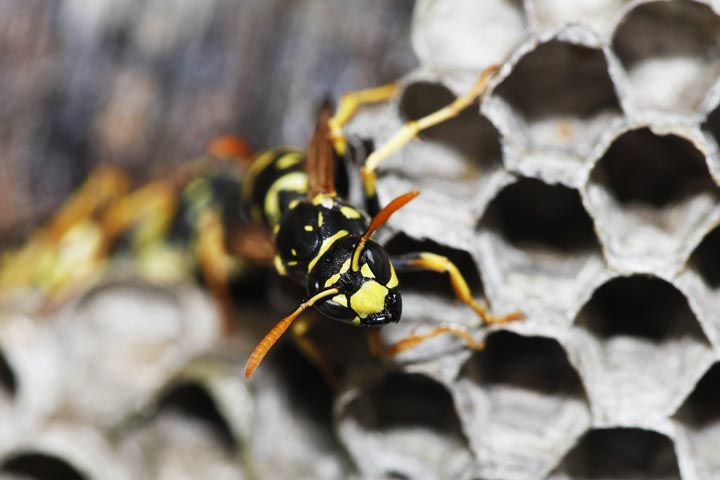 「郡山市三穂田」ヒメスズメバチ駆除の画像イメージ