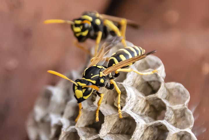 「須賀川市牛袋町」ミツバチ駆除の画像イメージ