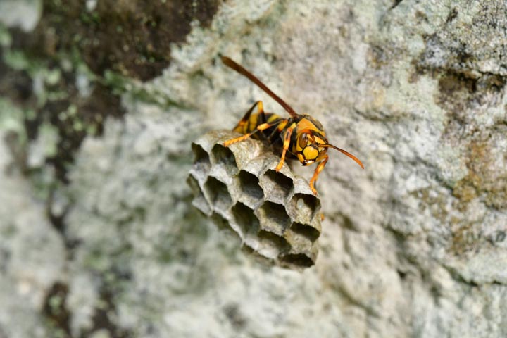 「喜多方市山都町相川」キイロスズメバチ駆除の画像イメージ