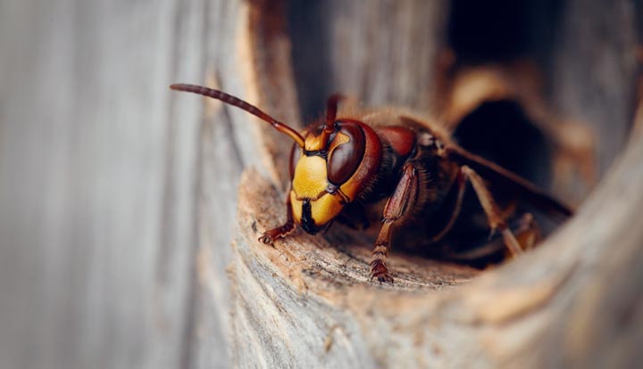 「熊本県玉名市」クマバチ駆除の画像イメージ